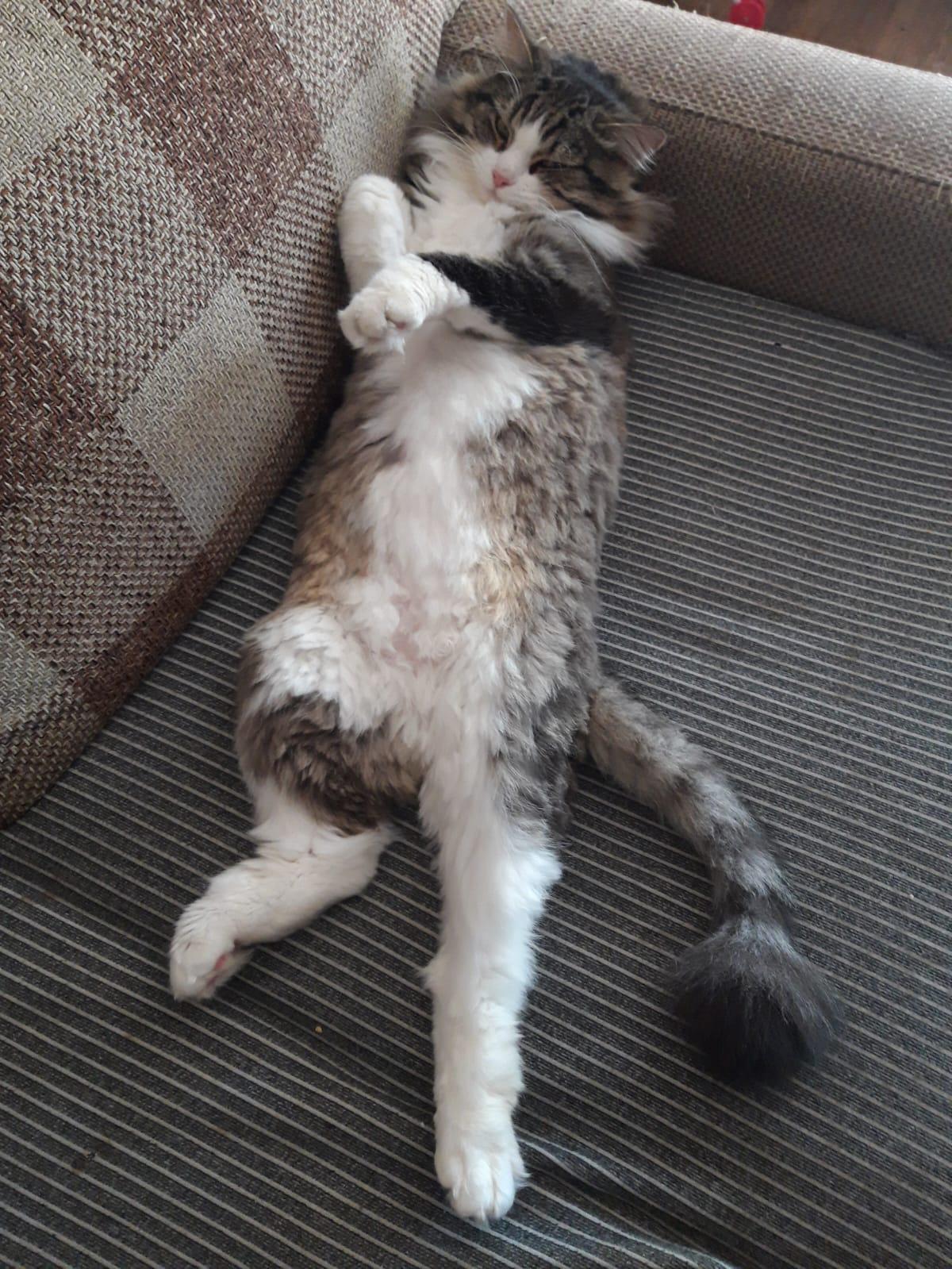 Фото В снегу и за рулем: в Новосибирске опубликовано свыше 50 фото милых питомцев к Дню кошек 14 - Сиб.ФМ Фото В снегу и за рулем: в Новосибирске опубликовано свыше 50 фото милых питомцев к Дню кошек 14